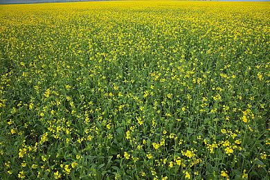 平台解谜冒险游戏《精灵与老鼠》 现已在Steam发售